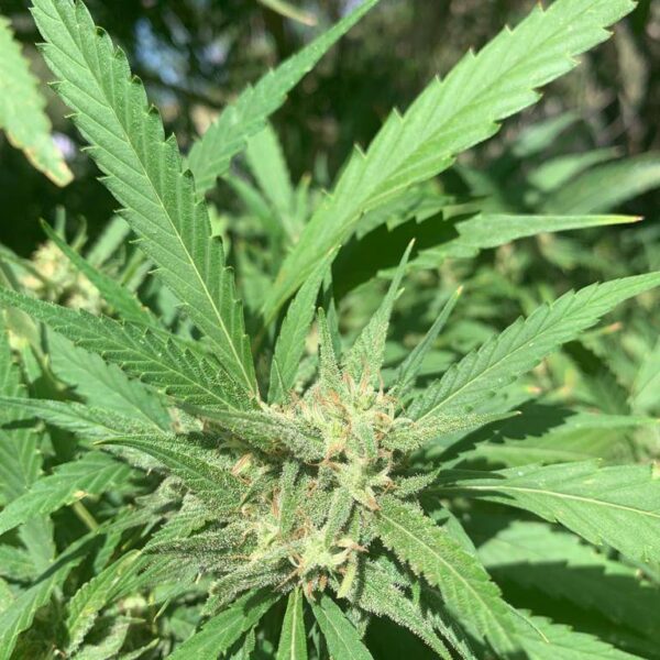 flor cannabis