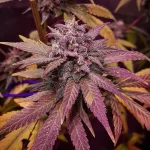 planta de cannabis en floracion